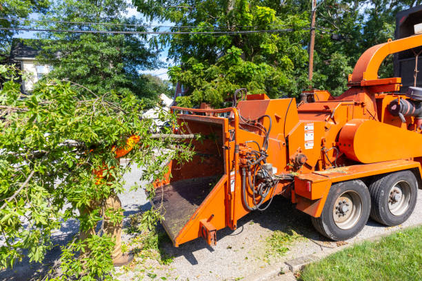 Best Arborist Services Near Me  in La Center, WA